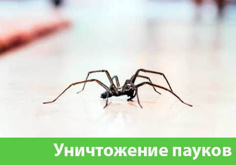 Избавиться от пауков в городе Дзержинск