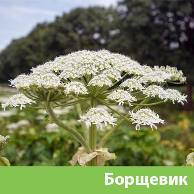 Уничтожение сорняка в Дзержинске