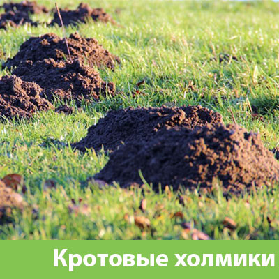 Кроты на участке в Дзержинске