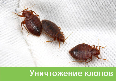 Уничтожение клопов в городе Дзержинск