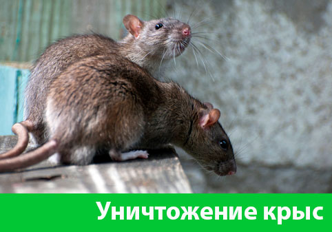 Уничтожение крыс в городе Дзержинск