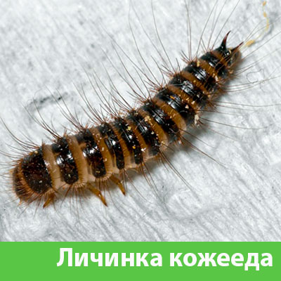 Личинка Кожееда в Дзержинске
