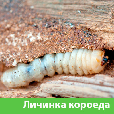 Уничтожение личинок короеда в Дзержинске