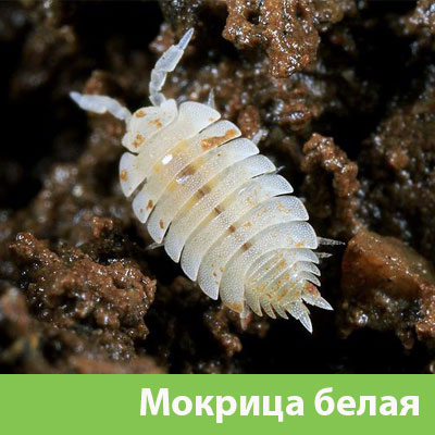Мокрица в Дзержинске фото