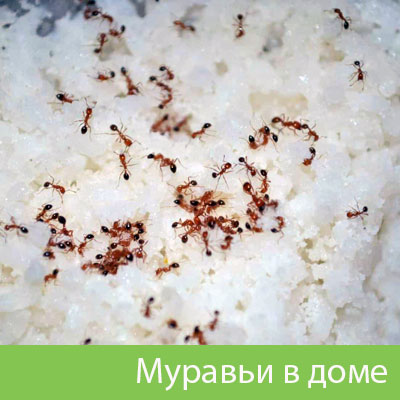 Муравьи в доме в Дзержинске