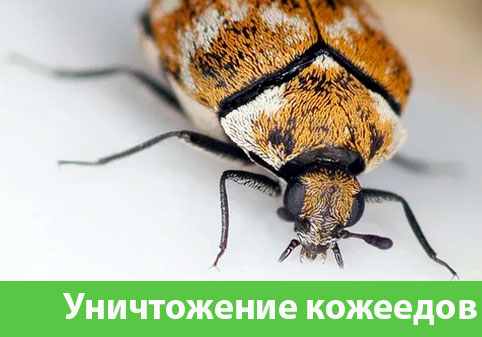 Обработка от кожееда в городе Дзержинск 
