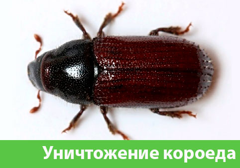 Обработка от короеда в городе Дзержинск