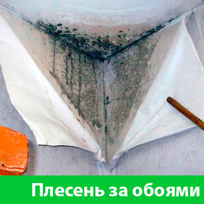 Удаление плесени в Дзержинске