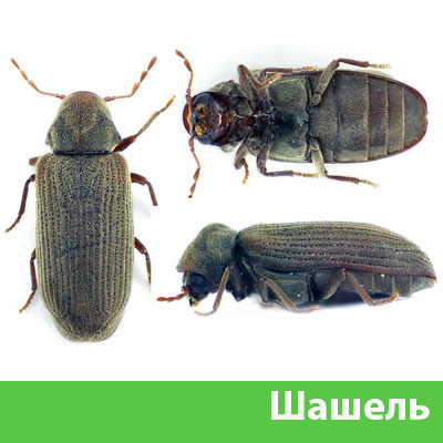 Обработка от шашеля в городе Дзержинск