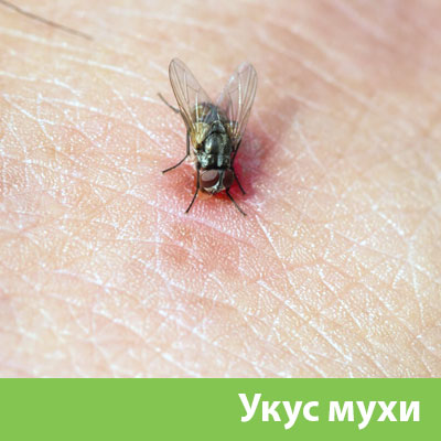 Уничтожение мух в Дзержинске