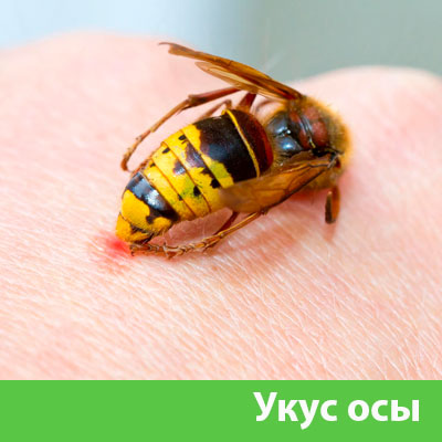 Профессиональное уничтожение ос и шершней в Дзержинске
