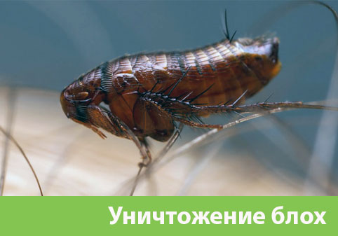 Уничтожение блох в городе Дзержинск