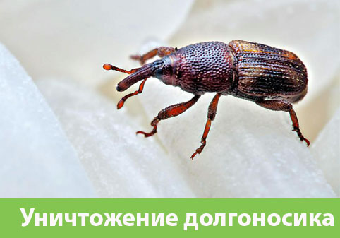 Уничтожение долгоносиков в городе Дзержинск