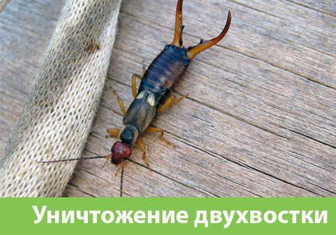 Уничтожение двухвостки в городе Дзержинск