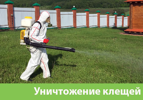 Уничтожение клещей в городе Дзержинск