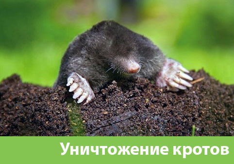 Уничтожение кротов в городе Дзержинск