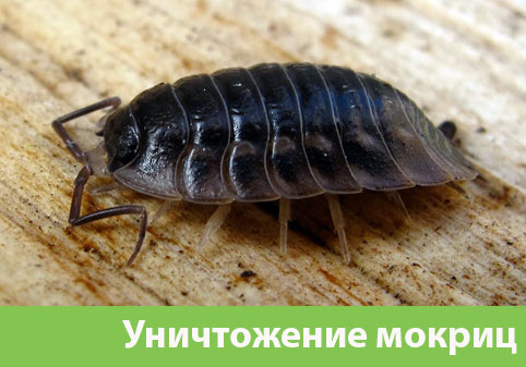 Мокрицы в квартире в городе Дзержинск