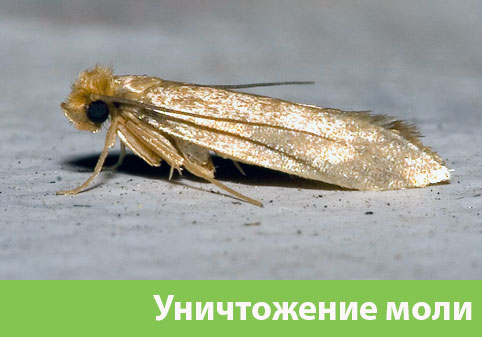 Уничтожение моли в городе Дзержинск 