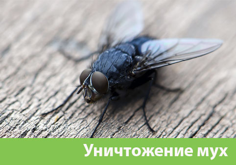 Уничтожение мух в городе Дзержинск