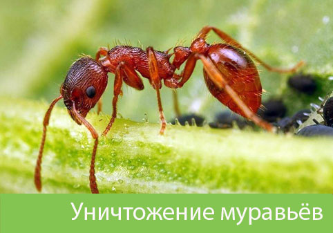 Уничтожение муравьёв в городе Дзержинск