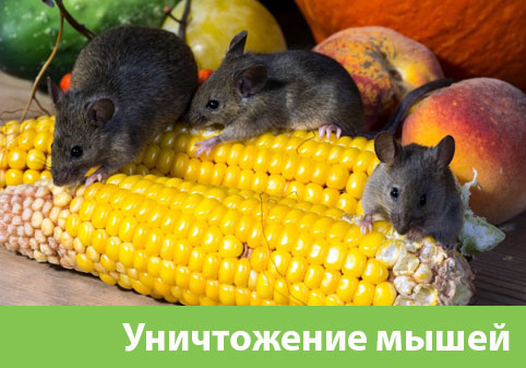 Уничтожение мышей в Дзержинске