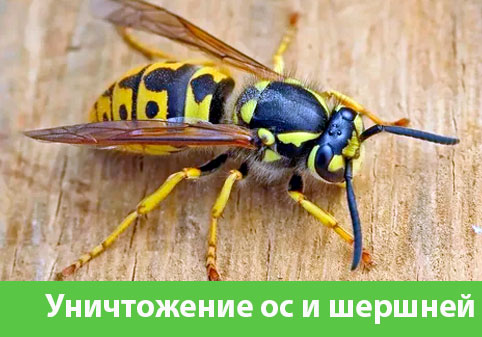 Уничтожение ос и шершней в городе Дзержинск