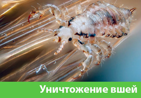 Уничтожение вшей в городе Дзержинск